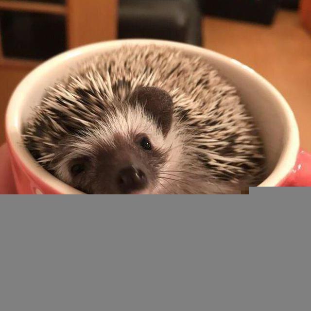 Йожег Ожегова 🦔