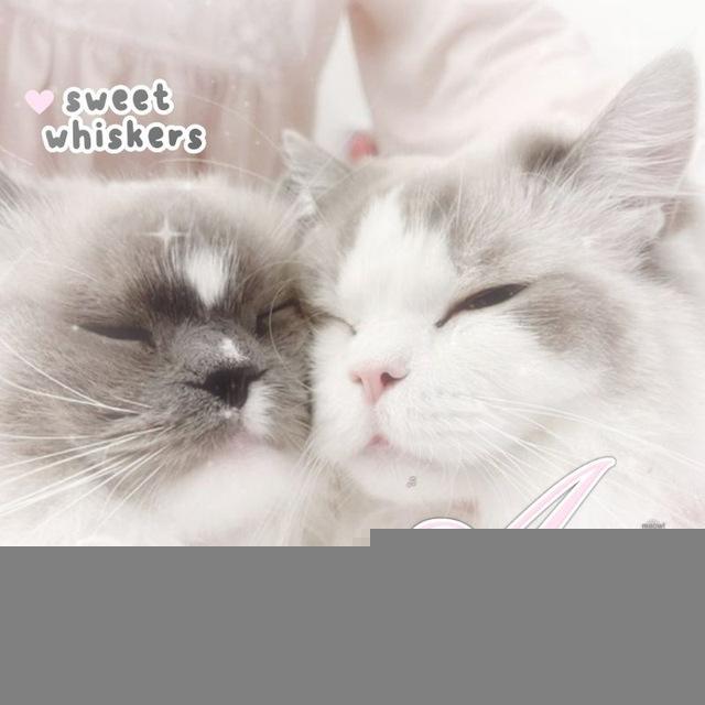 .・ ໒꒱ cɑ𝗍.. nყɑw fluffყ wɑrm𝗍h ♡*:·. 𝚜𝚘𝚏𝚝 🐈🏩 ˎˊ˗