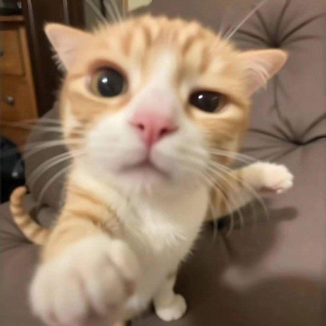 EL GATO 1