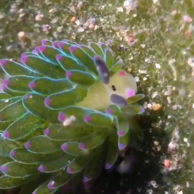qts of unconventional (but still cute!) nature
