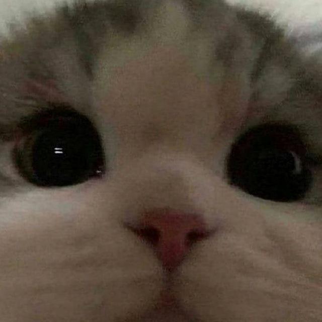 чучело мяучело