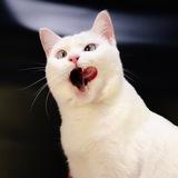 Cats.Life.Lessons.