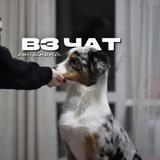 вз чат от кнопы