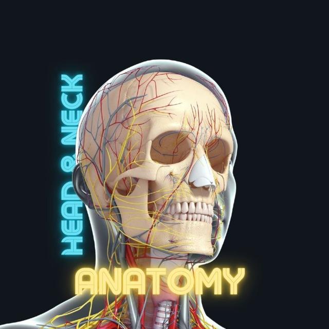 Head & Neck Anatomy