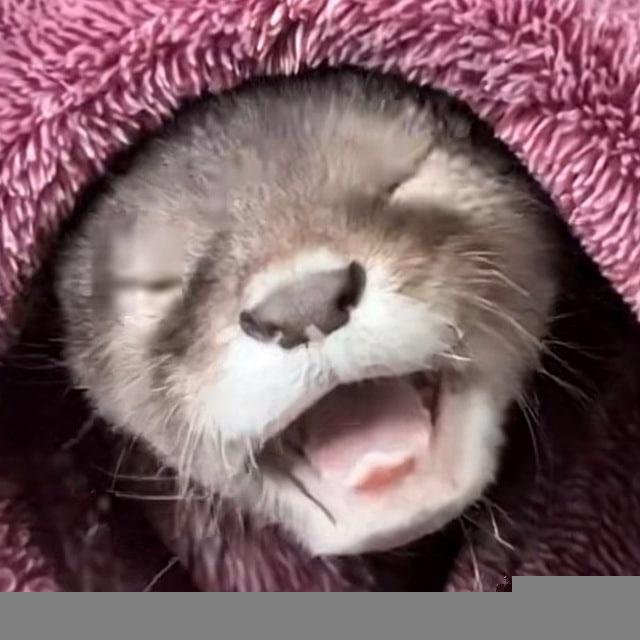 Lola The Otter Portal