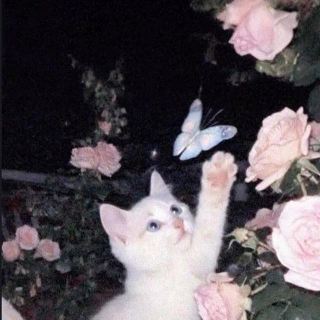 𓏺 S𝗎𝗇 .