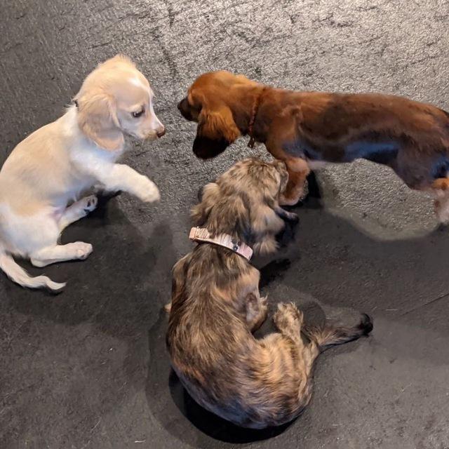 Royal Dachshund puppy breeders