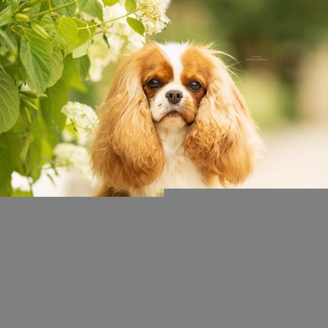 Angelgin Cavaliers | Питомник Cavalier King Charles Spaniel