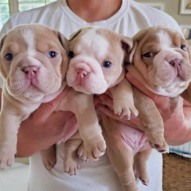 English Bulldog Puppies 🐶