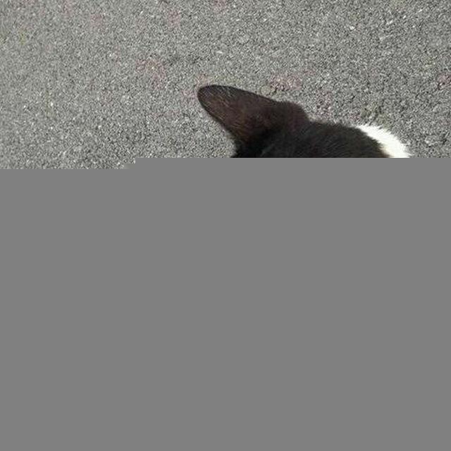 котики/стикеры/гифки💗