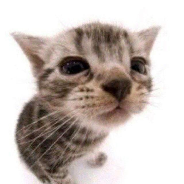 Стикеры с котятами