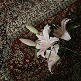 ,, از یاد رفته ,,