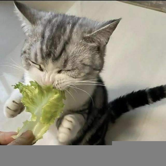 meeowsixxx𓋜ִ