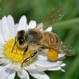 Apicultura e Meliponicultura