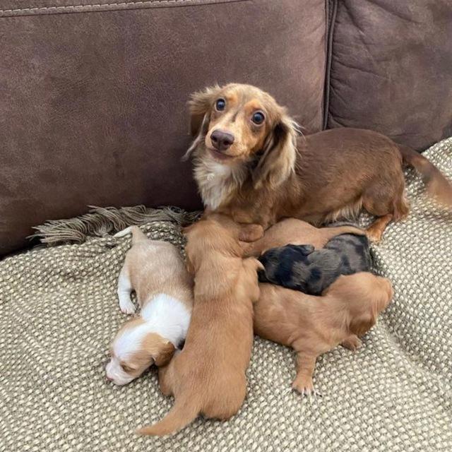 Mini dachshunds for sales