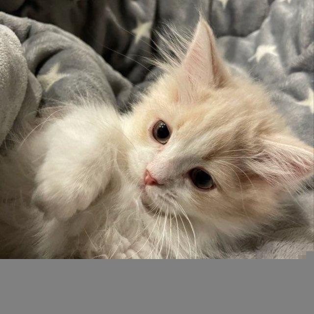 💕˖ 𝗦𝗲𝗹𝗹𝗲𝘅 𝗿𝗲𝘃𝗶𝗲𝘄𝘀 ⊹ ࣪ ⑅