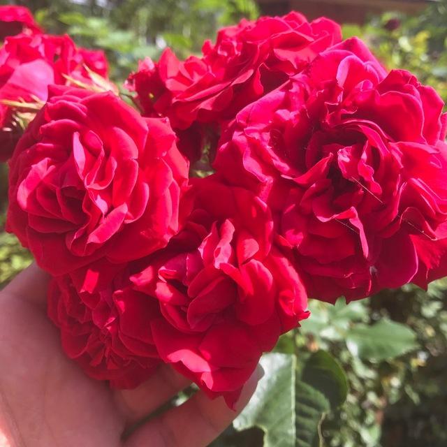 💓شيرين متن كده💓