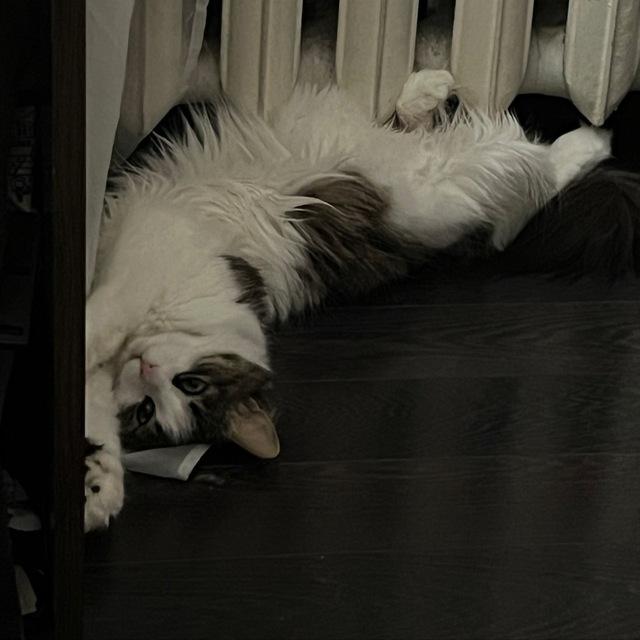 Лера Химера и 🐈