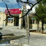 Iaushk_vet