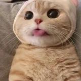 辞轩小窝