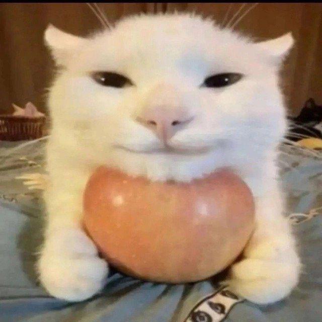 😘стикеры/фотки с котиками💞