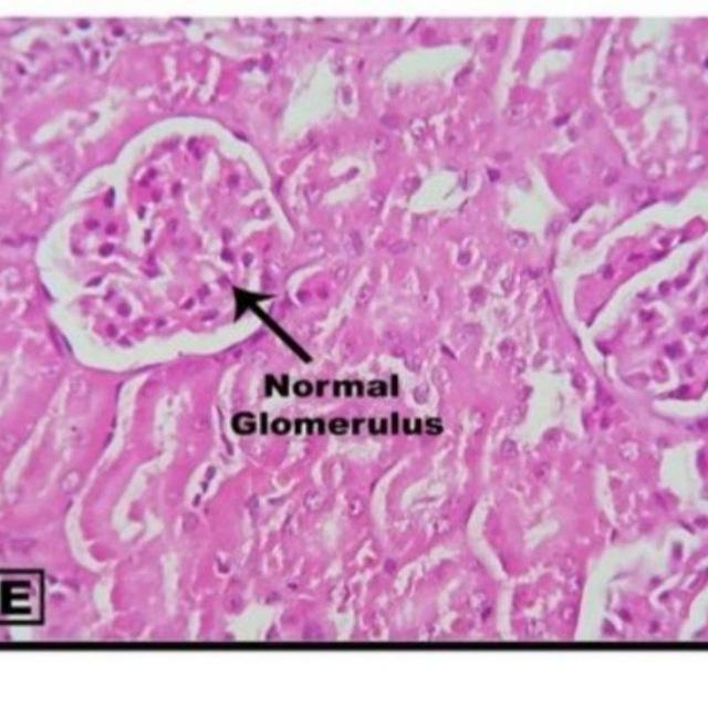Histology Department - Benghazi