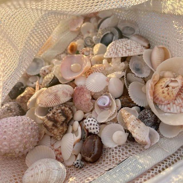 lpm @seashells bebas oot (no 18+.)
