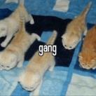 gamg!