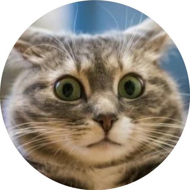 Котей Донатыч | Акции