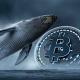 Hercules Whale Crypto