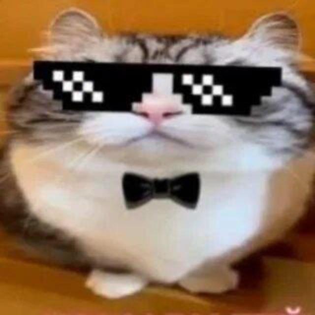 Опросы кота
