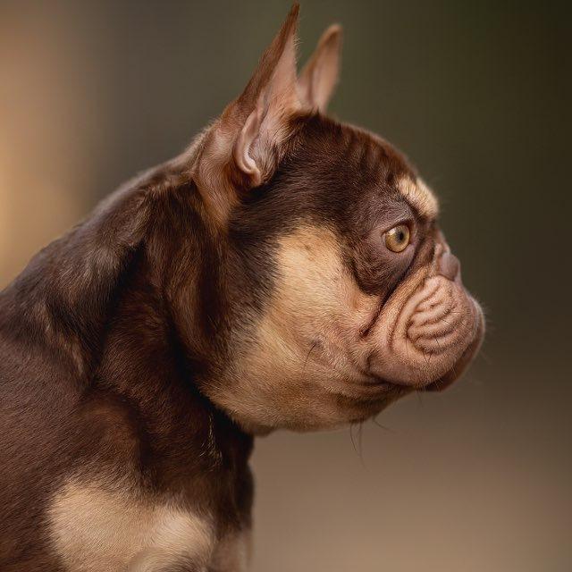 Minima Pudu Frenchies