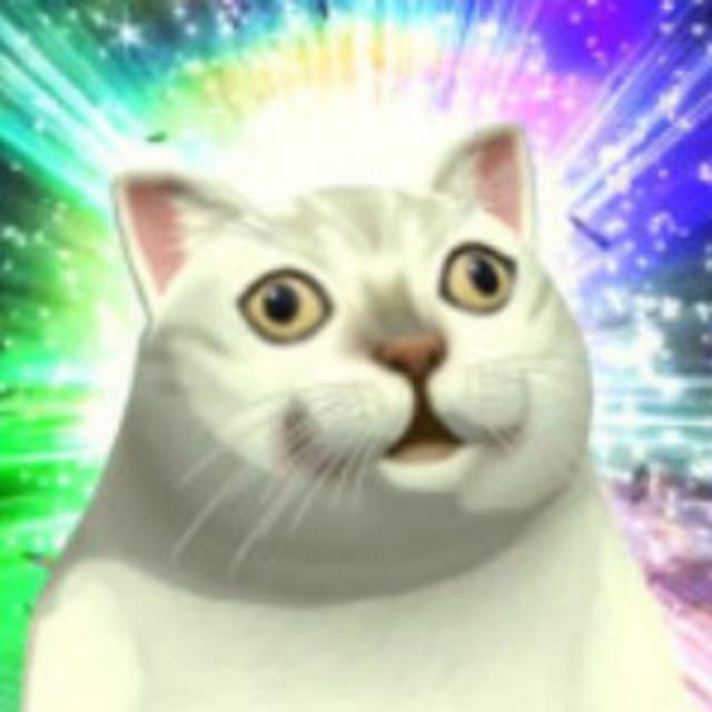 🐱MiaoTony's Box | 困困困 zzz