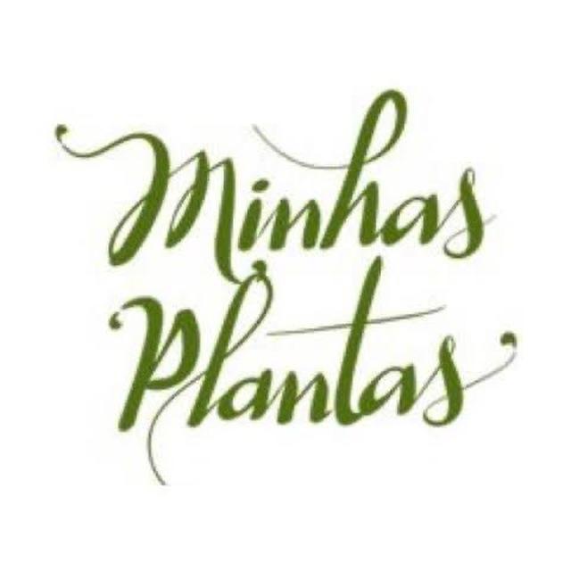 Carol Costa - Minhas Plantas