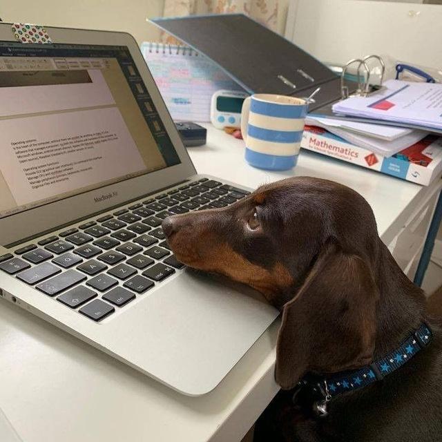 конетин какойта