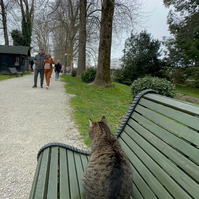 Адлерские коты ) Chat.