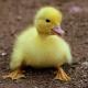 Cute Chicks and more