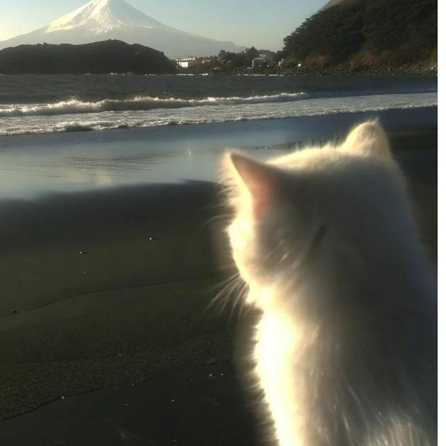 橙子