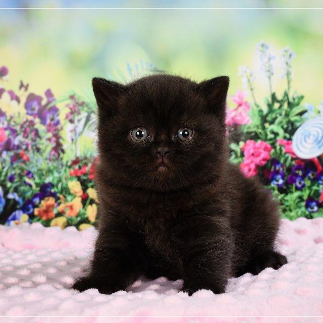 British Kittens