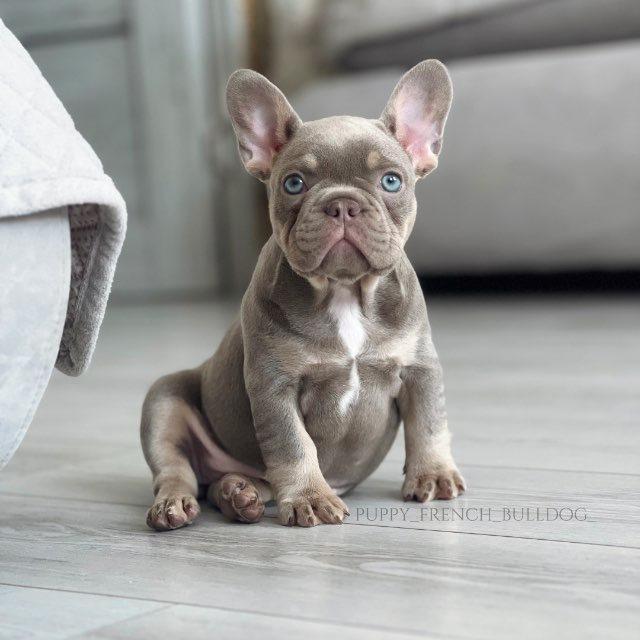 PUPPY FRENCH BULLDOG