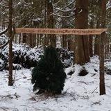 лесное царство, грибные переговоры