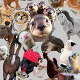 🐾Ищу хозяина 🐾/Нальчик/🐾