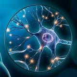 Neural Digest