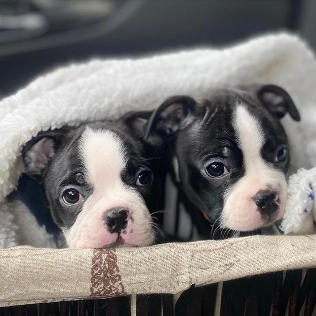 Adorable Boston terrier puppies for sale