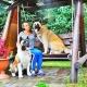 American Akita and our friends