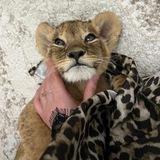 🐆 𝒘𝒉𝒊𝒕𝒆 𝒅𝒓𝒆𝒂𝒎
