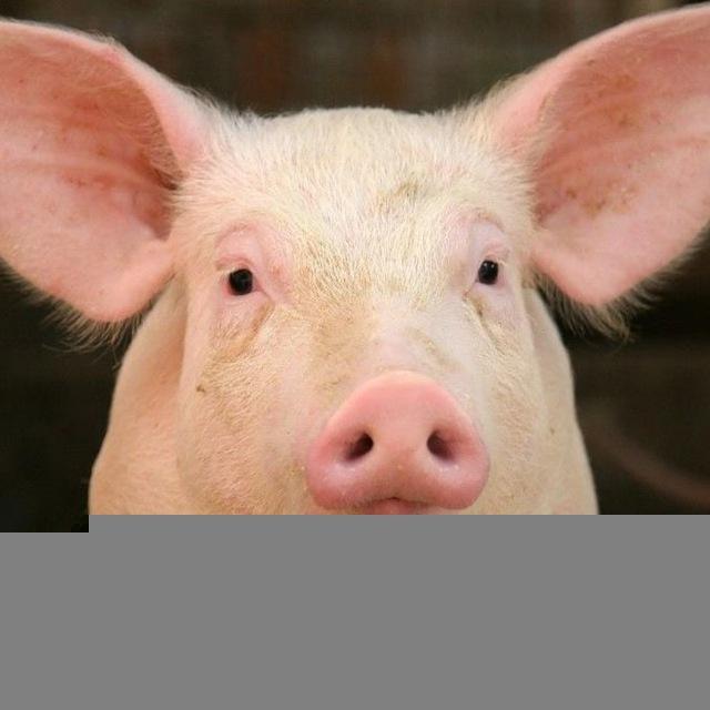 🐷 Bayır Domuzları İs Back