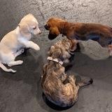 Royal Dachshund puppy breeders