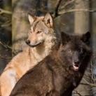 🚩Zoophilia and Zoosexuality Research 🚩