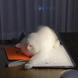 喵📚读